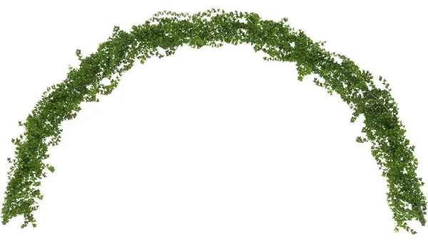 Curly Arco Hera Fundo Branco Renderização Arco Folhas Verdes — Fotografia de Stock