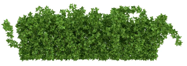 Arbusto Hiedra Verde Sobre Fondo Blanco Representación Material Para Creatividad —  Fotos de Stock