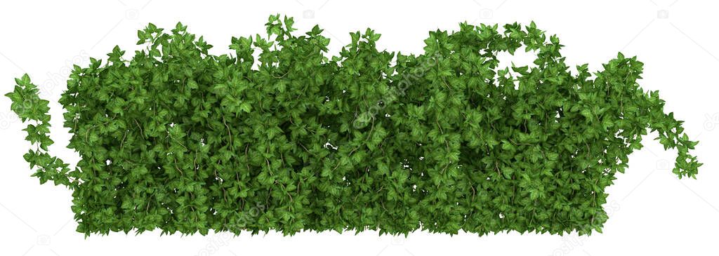 Green ivy bush on white background 3d rendering. Material for your creativity