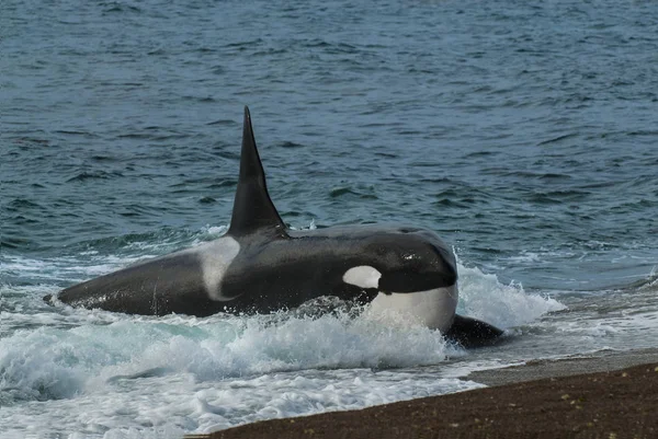 Φάλαινα Δολοφόνο Όρκα Που Βρίσκεται Στην Αμμώδη Παραλία Στο Νερό — Φωτογραφία Αρχείου