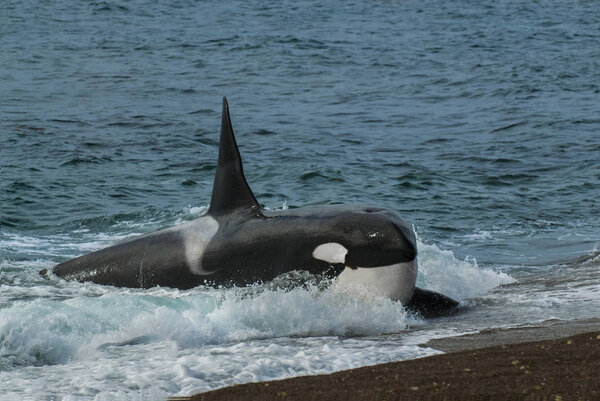 Killer Whale or Orca lying on sandy beach in water, Peninsula Valdes, Patagonia, Argentina