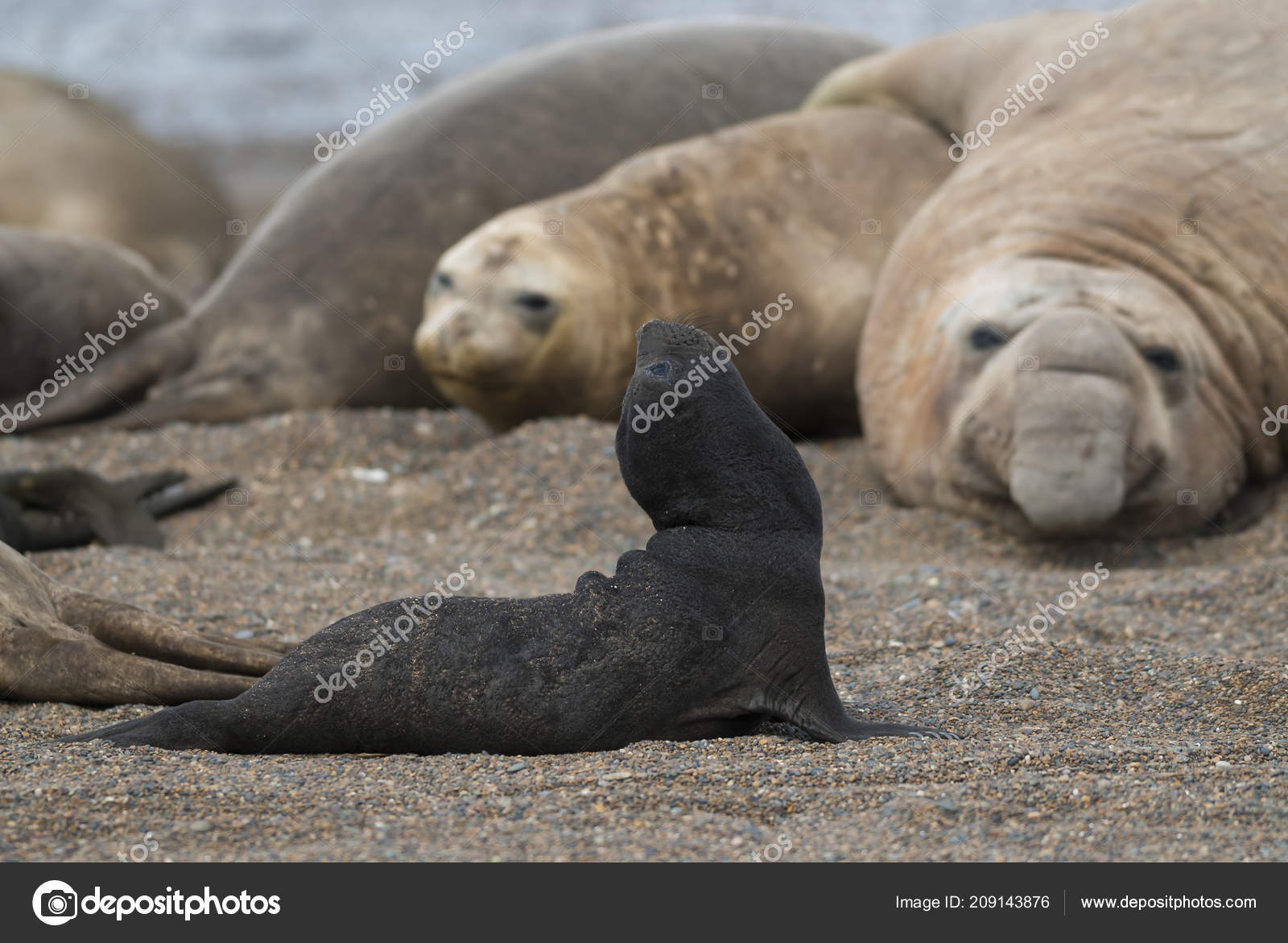 天然栖息地南部象海豹——图库图片© FOTO4440 #209143876, image size:1600x1171