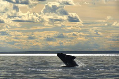 Güney gerçek balinası, Eubalaena Australis