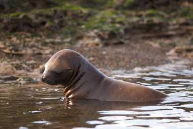 Güney Amerika deniz aslanı yavrusu, Arjantin