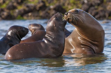 Güney deniz aslanlarının doğal ortamlarında