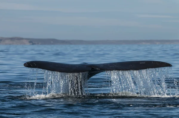 Baleine Noire Sud Eubalaena Australis — Photo