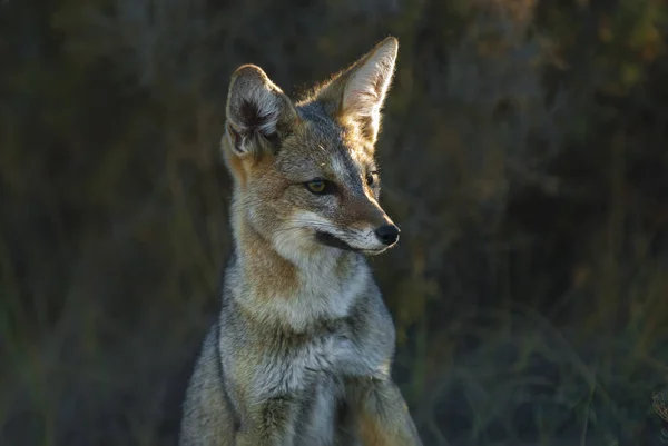 Renard Gris Argentin Patagonie Argentine — Photo