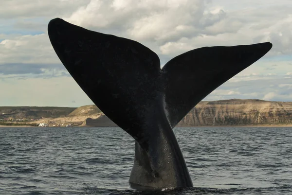 Balena Franca Australe Eubalaena Australis — Foto Stock