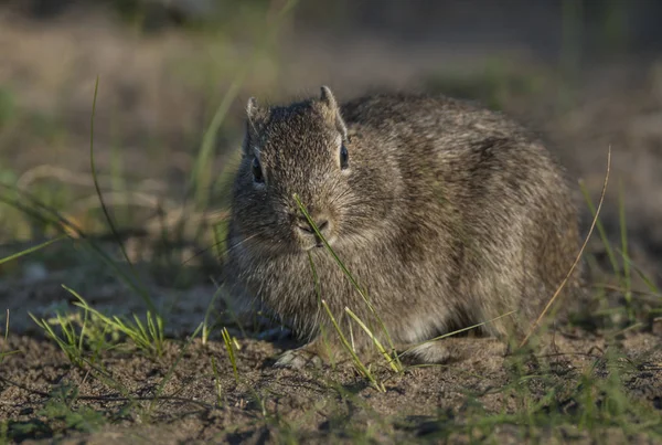 Microcavia Australis Patagonia Argentina — Stock Photo, Image