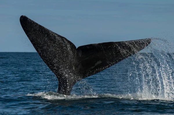 Balena Franca Australe Eubalaena Australis — Foto Stock