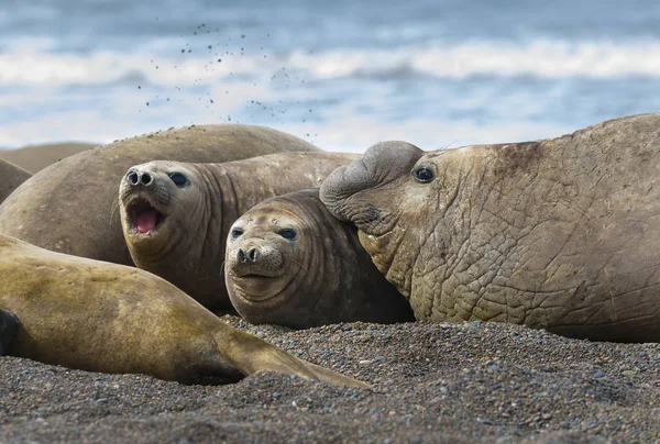 Southern Elephant Seals Natural Habitat — Stock Photo, Image