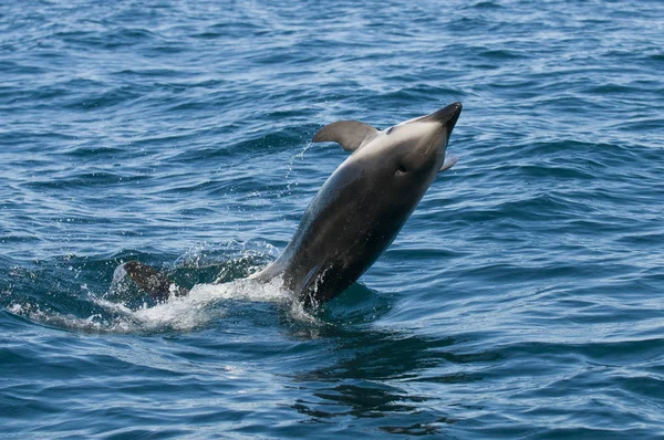 Дельфин Плавает Океане Недалеко Юар — стоковое фото