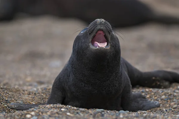 South Atlantic Elephant Seal Cub Lying Beach — Stock Photo, Image