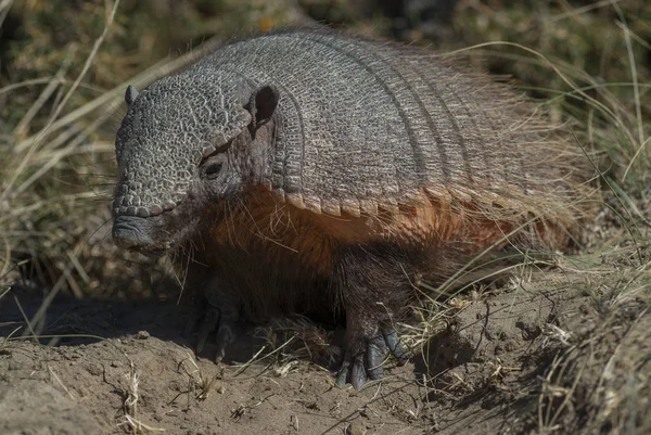 Chaetophractus Villosus Regionie Patagonia Argentyna — Zdjęcie stockowe