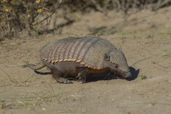 Chaetophractus Villosus Patagônia Argentina — Fotografia de Stock