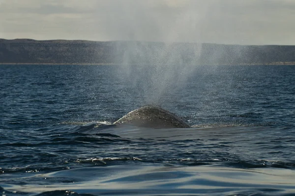 Baleine Noire Sud Eubalaena Australis — Photo