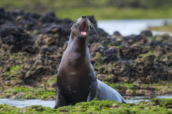 Southern Elephant Seal Natural Habitat — Stock Photo, Image