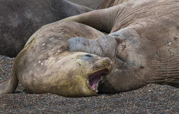 Southern Elephant Seals Natural Habitat — Stock Photo, Image