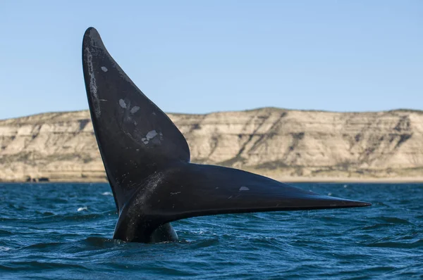 Baleine Noire Sud Eubalaena Australis — Photo