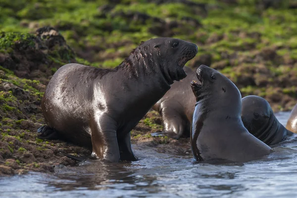 Cachorros Lobos Marinos Sudamericanos Argentina — Foto de Stock