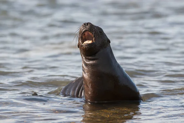 Ameryki Południowej Sea Lion Cub Argentyna — Zdjęcie stockowe