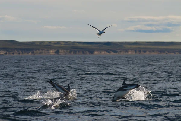 Dolphins Swimming Ocean South Africa — Stock Photo, Image