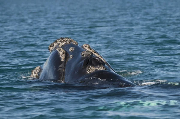 Ballena Franca Del Sur Eubalaena Australis — Foto de Stock