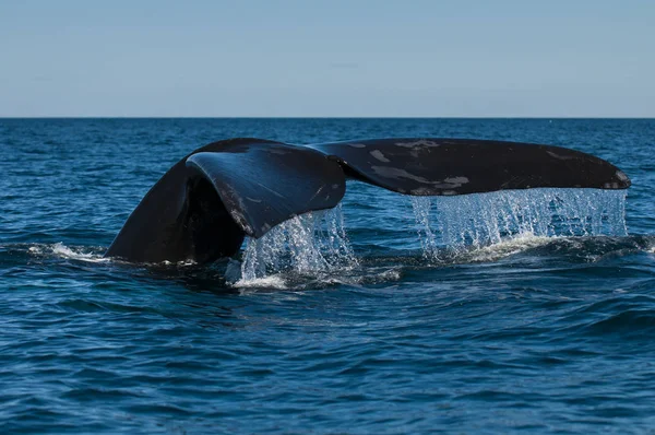 Balena Franca Australe Eubalaena Australis — Foto Stock