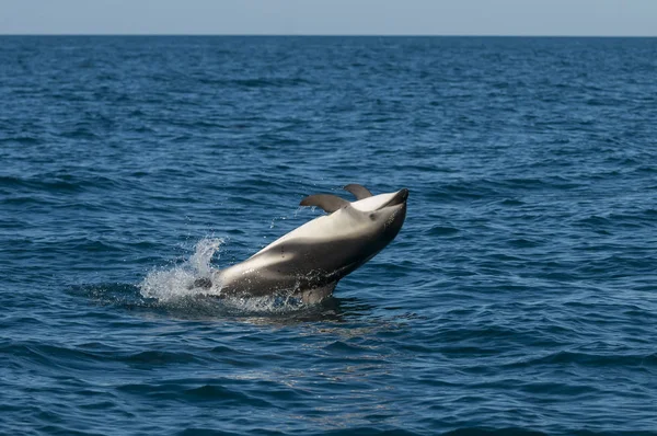 Delfín Nadando Océano Cerca Sudáfrica — Foto de Stock