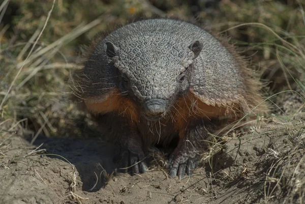 Chaetophractus Villosus Patagonia Argentina — Foto Stock