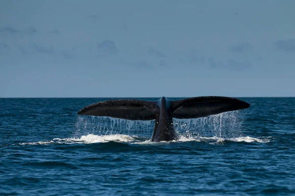 Southern Right Whale Eubalaena Australis — Stock Photo, Image