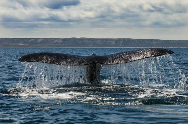 クジラ写真素材 ロイヤリティフリークジラ画像 Depositphotos クジラ写真素材 ロイヤリティフリークジラ画像 Depositphotos