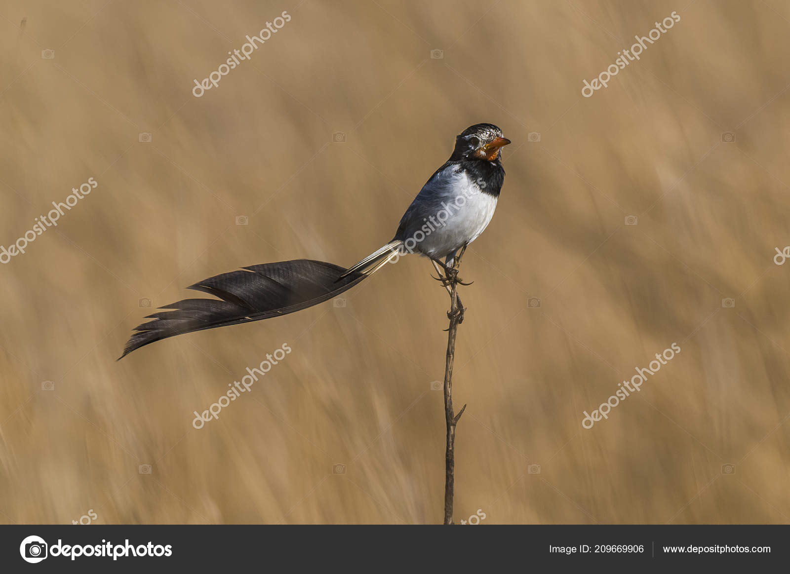 Strange Tailed Tyrant Alectrurus Risora Stock Photo C Foto4440
