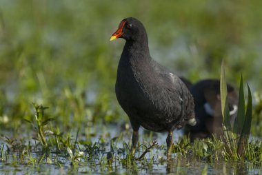 (Ortak Gallinule) Gallinula galeata. Iber Marshes- Corrientes - Arjantin