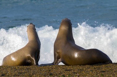 south american sea lions clipart