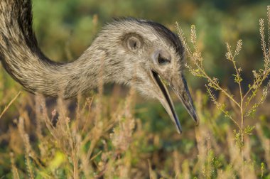 Büyük Rhea, Rhea americana, La Pampa, Arjantin