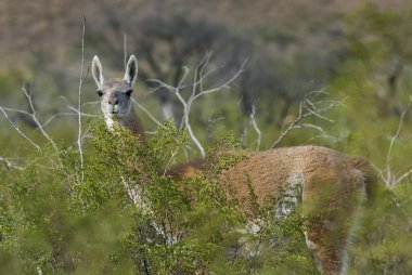 Patagonya vahşi lama ıslahı