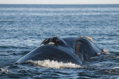 Güney Sağ Balina (Eubalaena Australis)