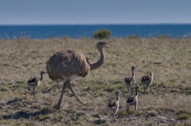 Daha az Rhea Pterocnemia pennata 
