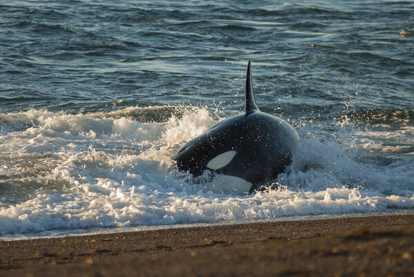 Killer whale, patagonia . Argentina