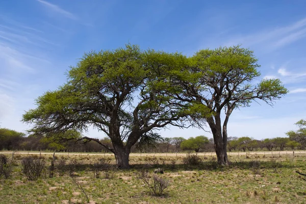 Fundo Natural Com Campo Região Pampas — Fotografia de Stock