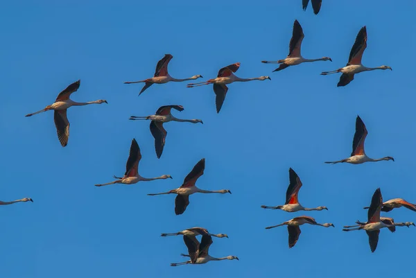 Chilan Flamingo Phoenicopterus Chilensis Pampa Argentina — Stock fotografie