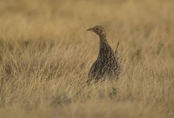 Tinamou Pampa Argentinien — Stockfoto