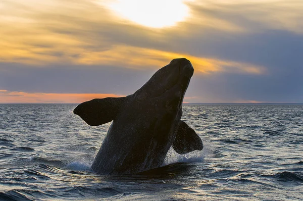 Ballena Franca Patagonia Argentina — Foto de Stock