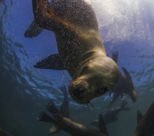 Leões Marinhos América Sul — Fotografia de Stock