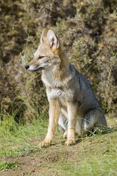 Pampas Grey Fox Pampa Аргентина — стоковое фото