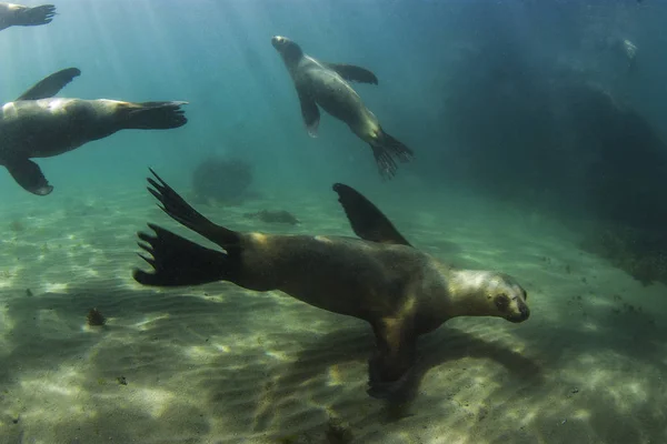 Südamerikanische Seelöwen — Stockfoto