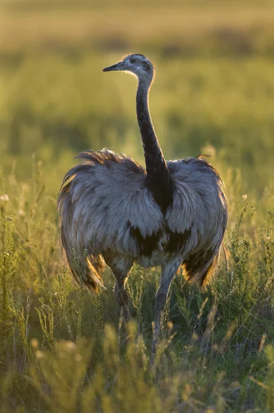 Większy Rhea Rhea Americana Pampa Argentyna — Zdjęcie stockowe