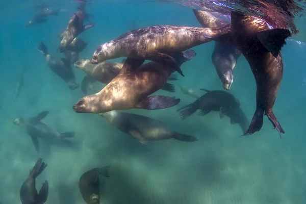 South American Sea Lions — Stock Photo, Image