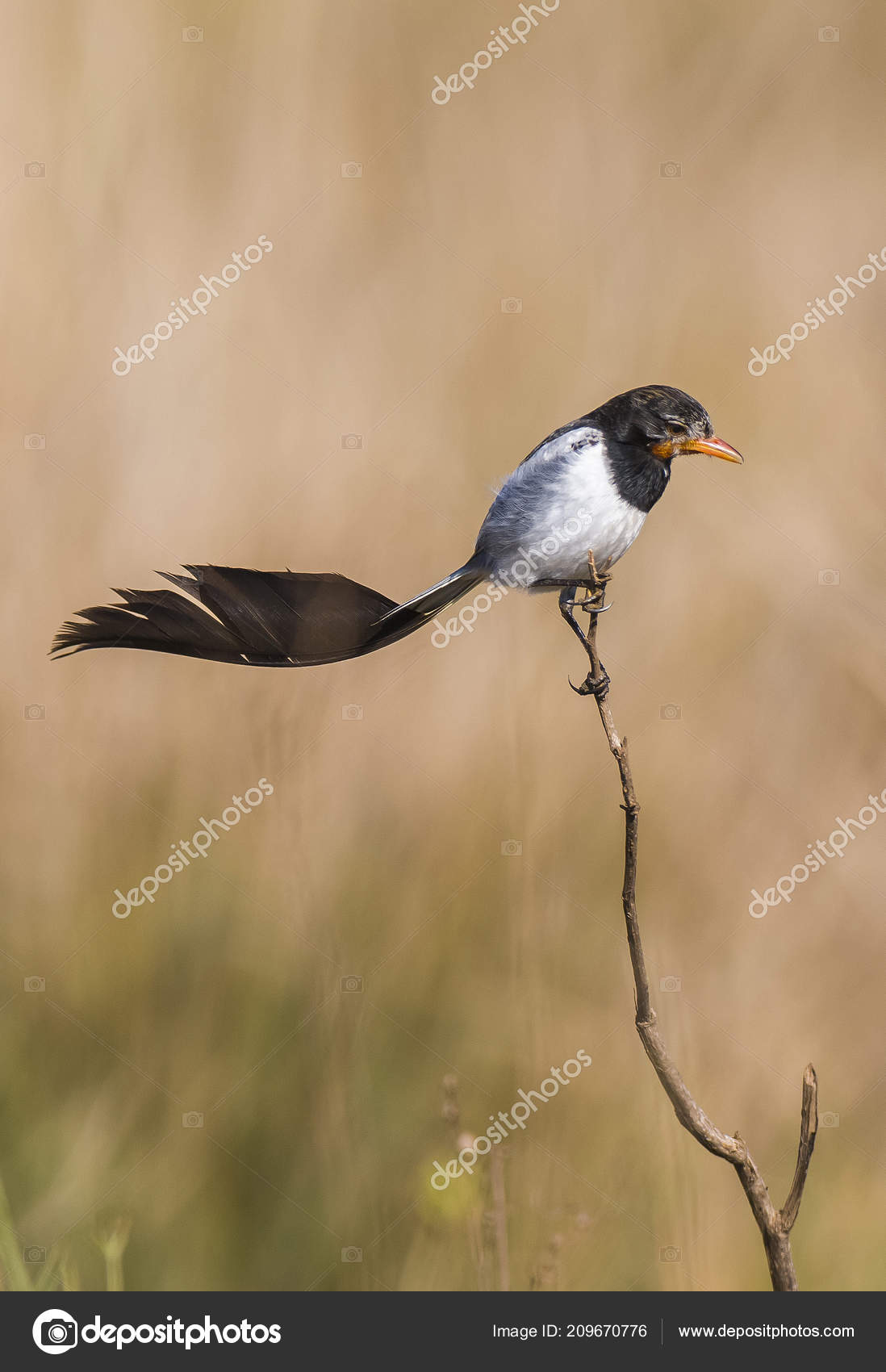 Strange Tailed Tyrant Alectrurus Risora Stock Photo Image By C Foto4440